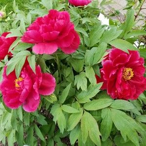 Meet your Posher, Marilyn